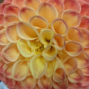 Meet your Posher, Anne